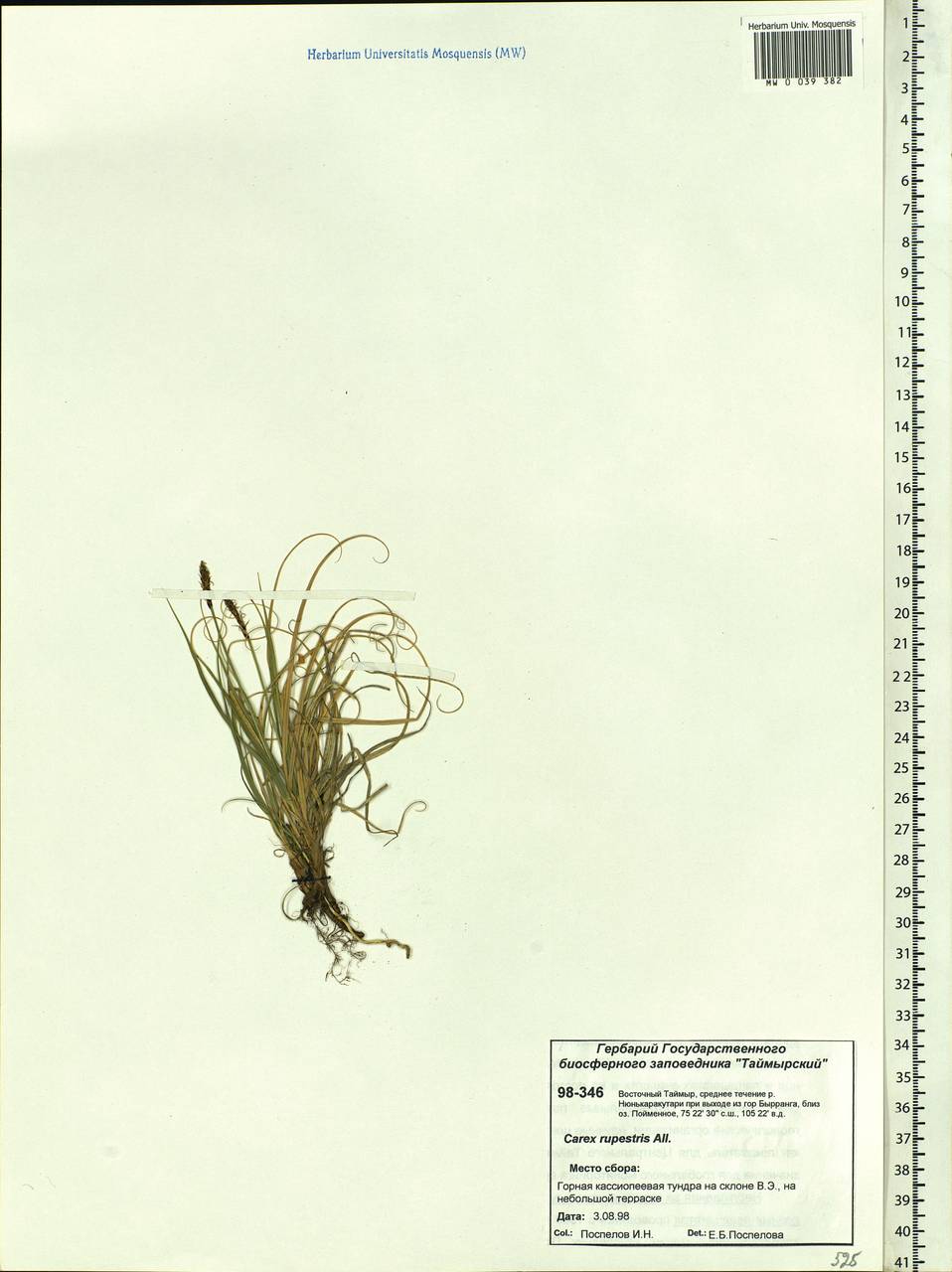 Carex rupestris All., Siberia, Central Siberia (S3) (Russia)