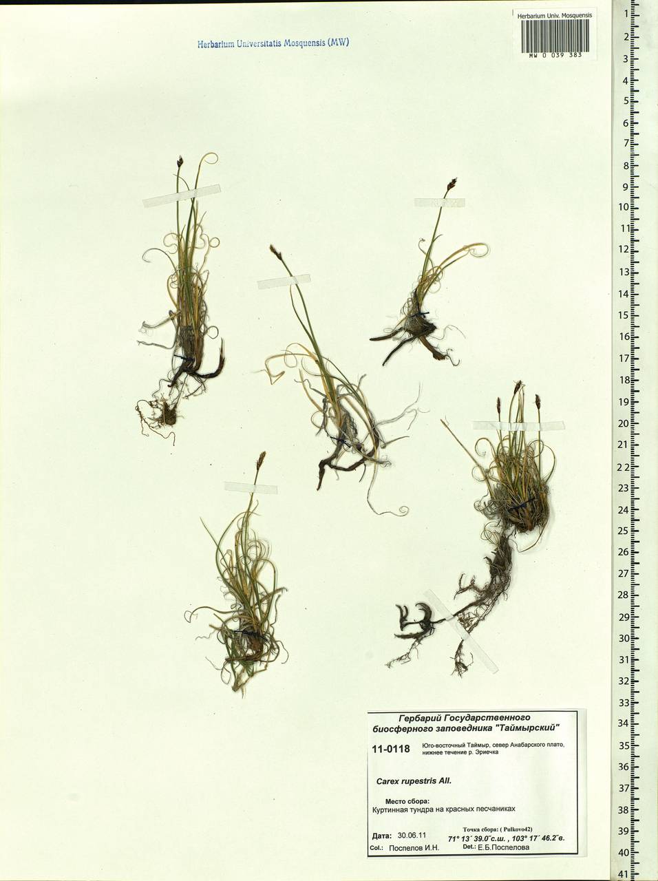 Carex rupestris All., Siberia, Central Siberia (S3) (Russia)