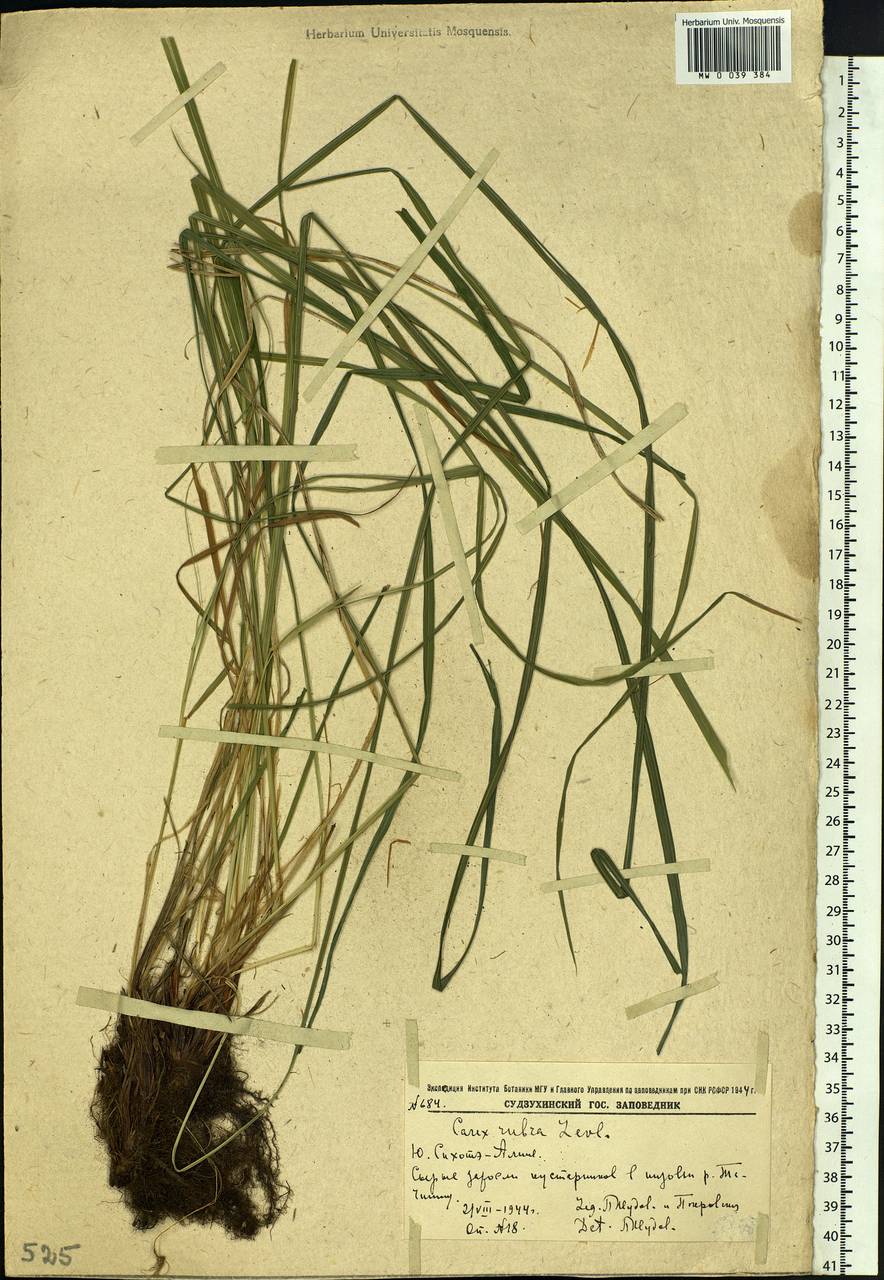 Carex cespitosa var. cespitosa, Siberia, Russian Far East (S6) (Russia)