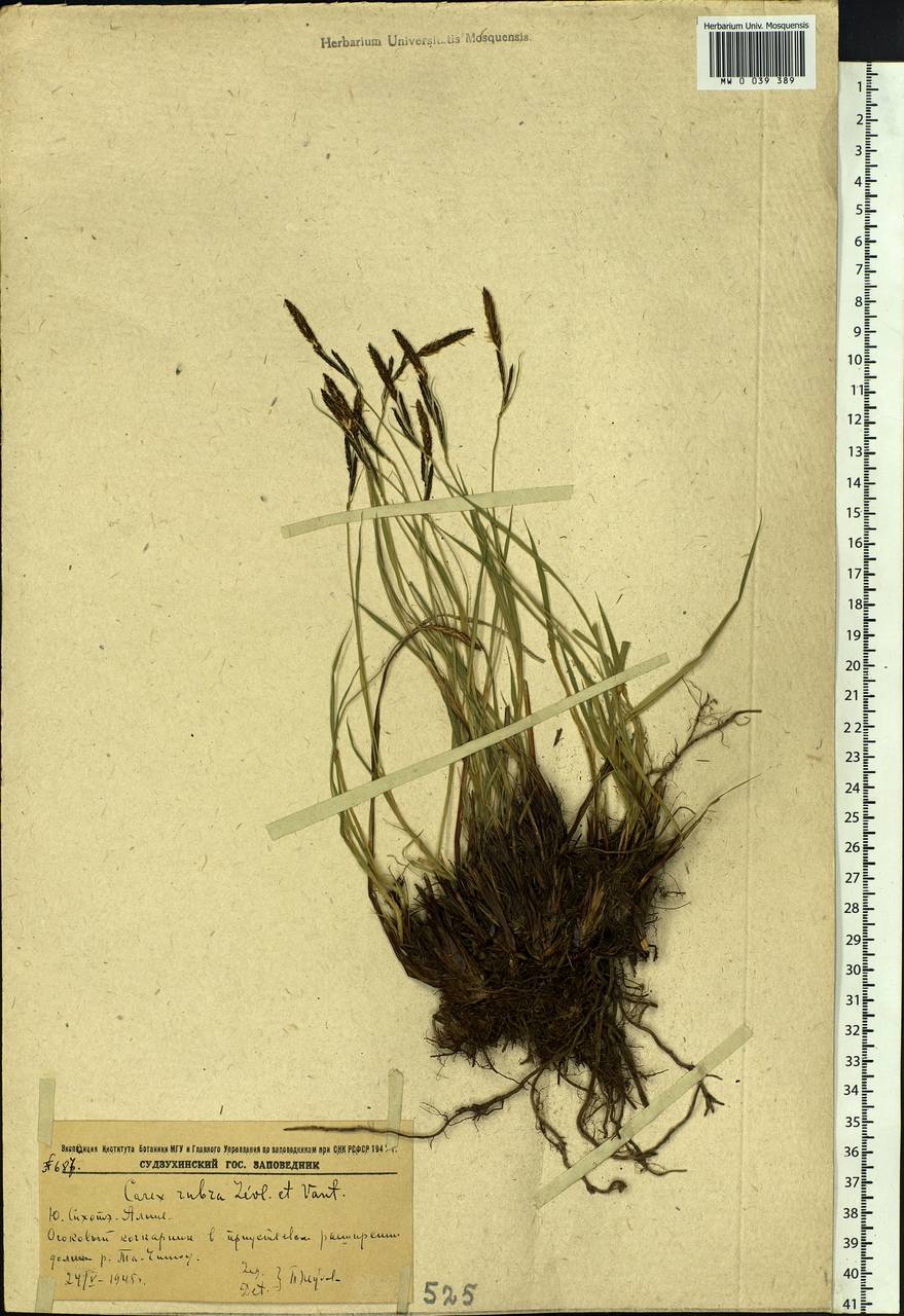 Carex cespitosa var. cespitosa, Siberia, Russian Far East (S6) (Russia)