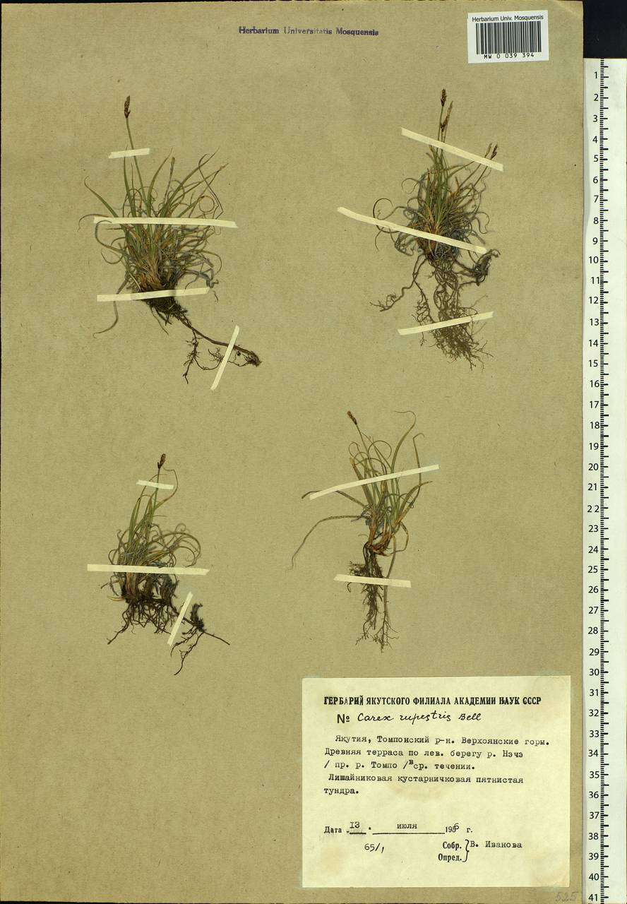 Carex rupestris All., Siberia, Yakutia (S5) (Russia)