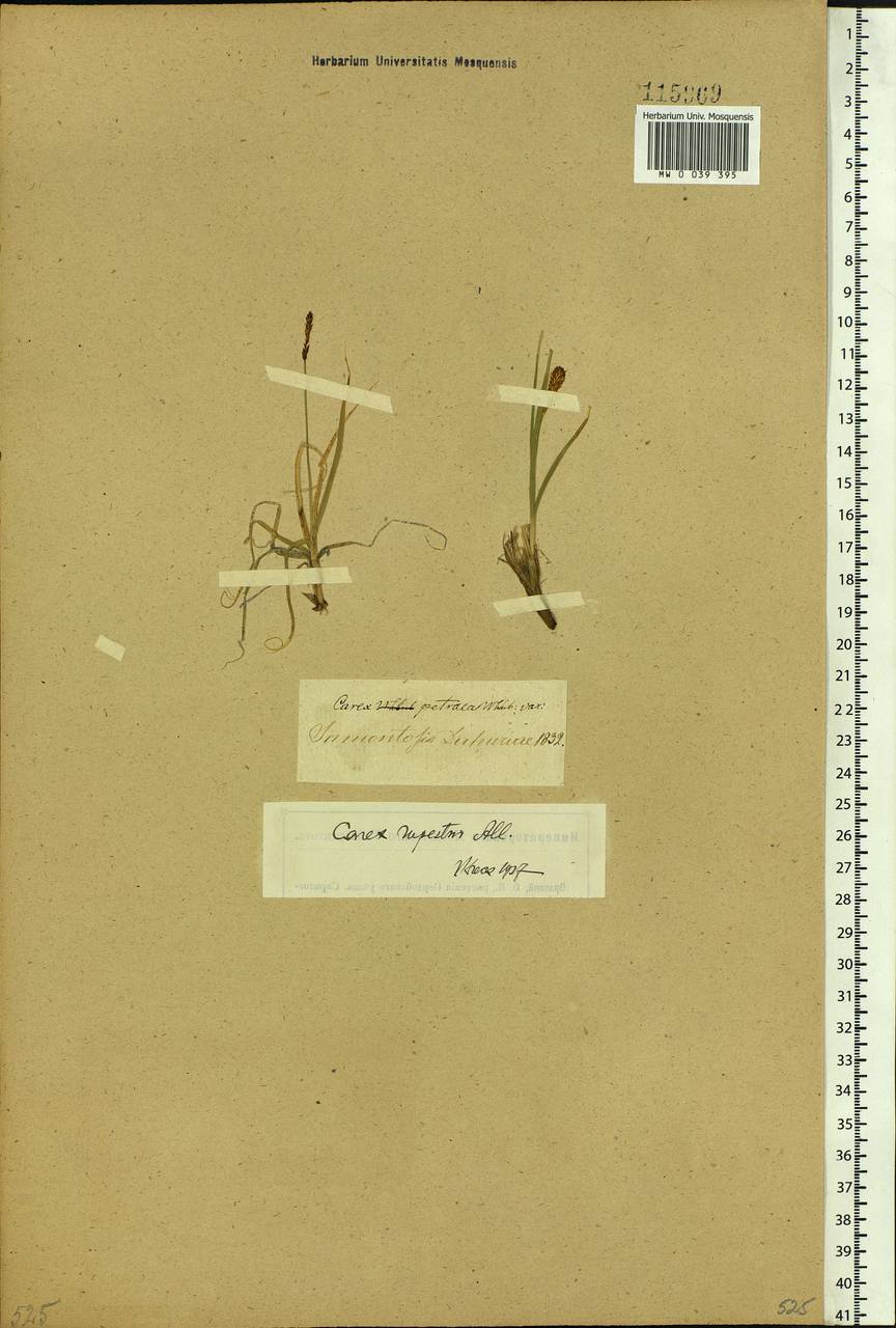 Carex rupestris All., Siberia, Baikal & Transbaikal region (S4) (Russia)