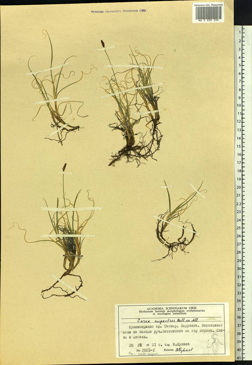 Carex rupestris All., Siberia, Central Siberia (S3) (Russia)