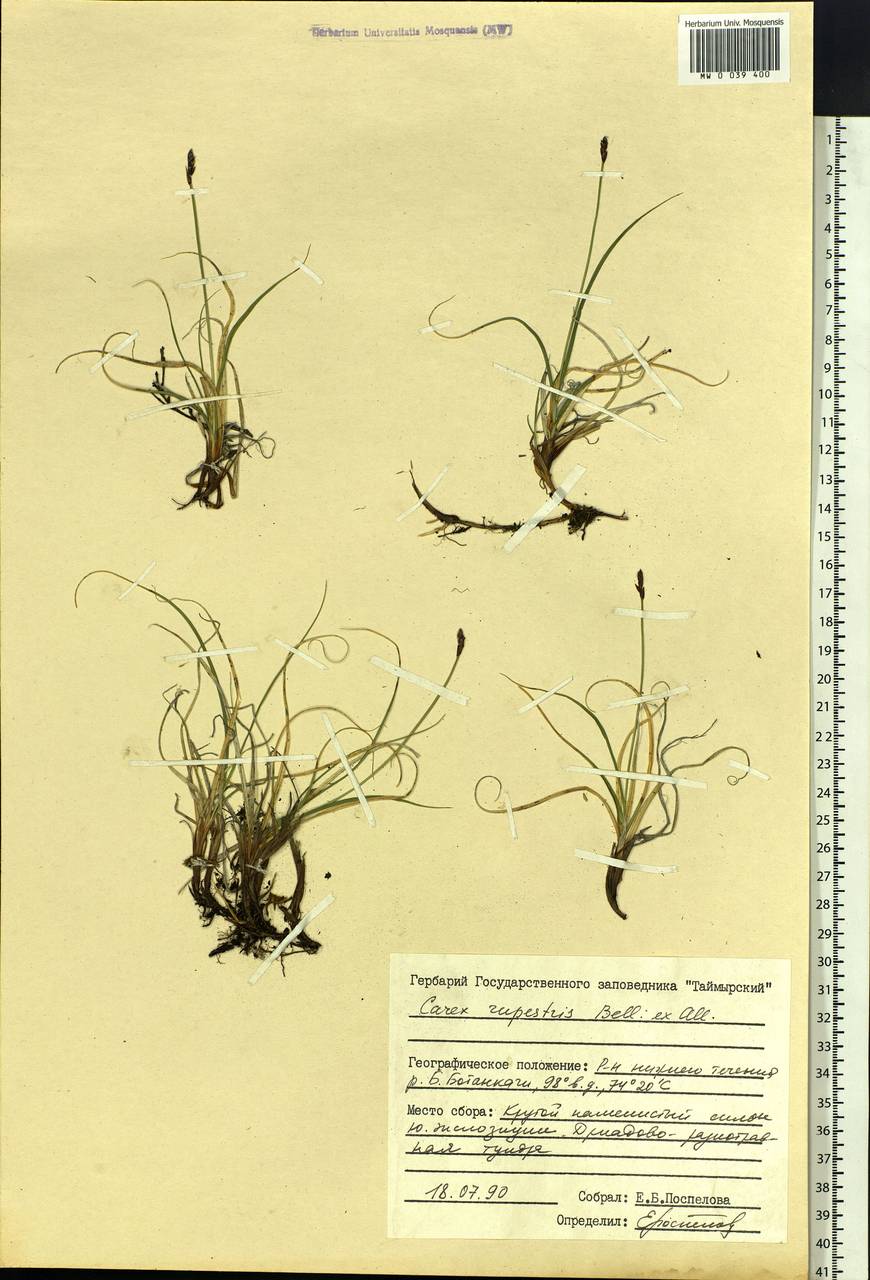 Carex rupestris All., Siberia, Central Siberia (S3) (Russia)