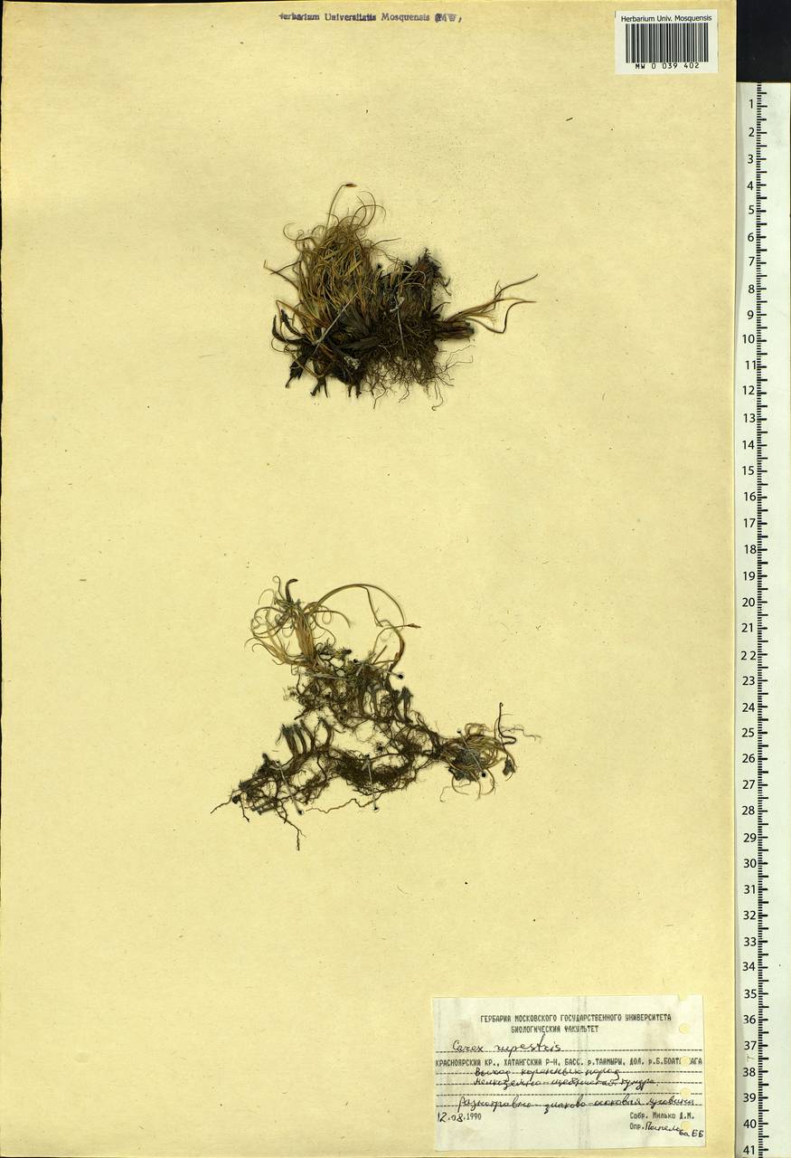 Carex rupestris All., Siberia, Central Siberia (S3) (Russia)