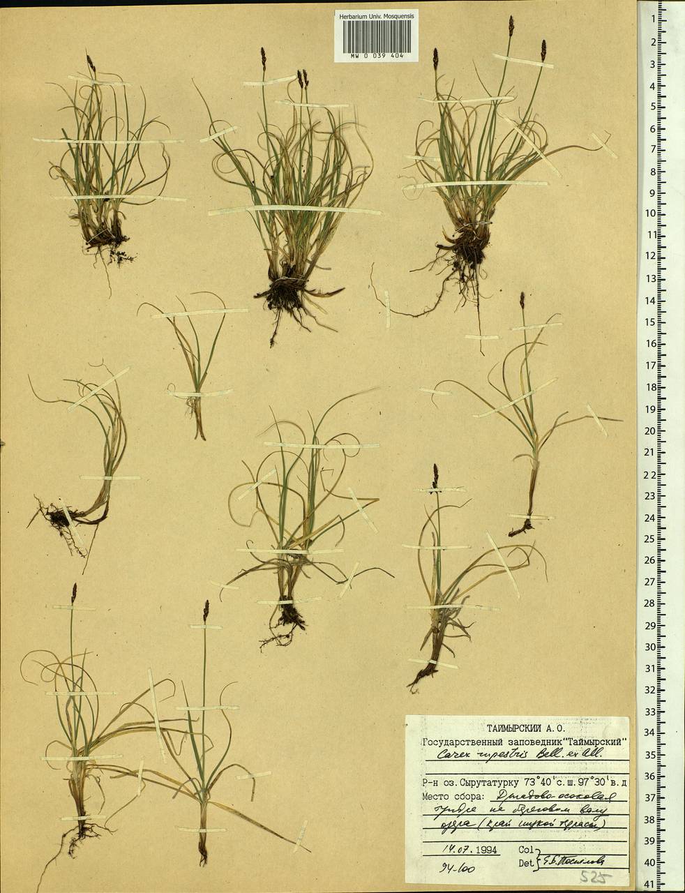 Carex rupestris All., Siberia, Central Siberia (S3) (Russia)