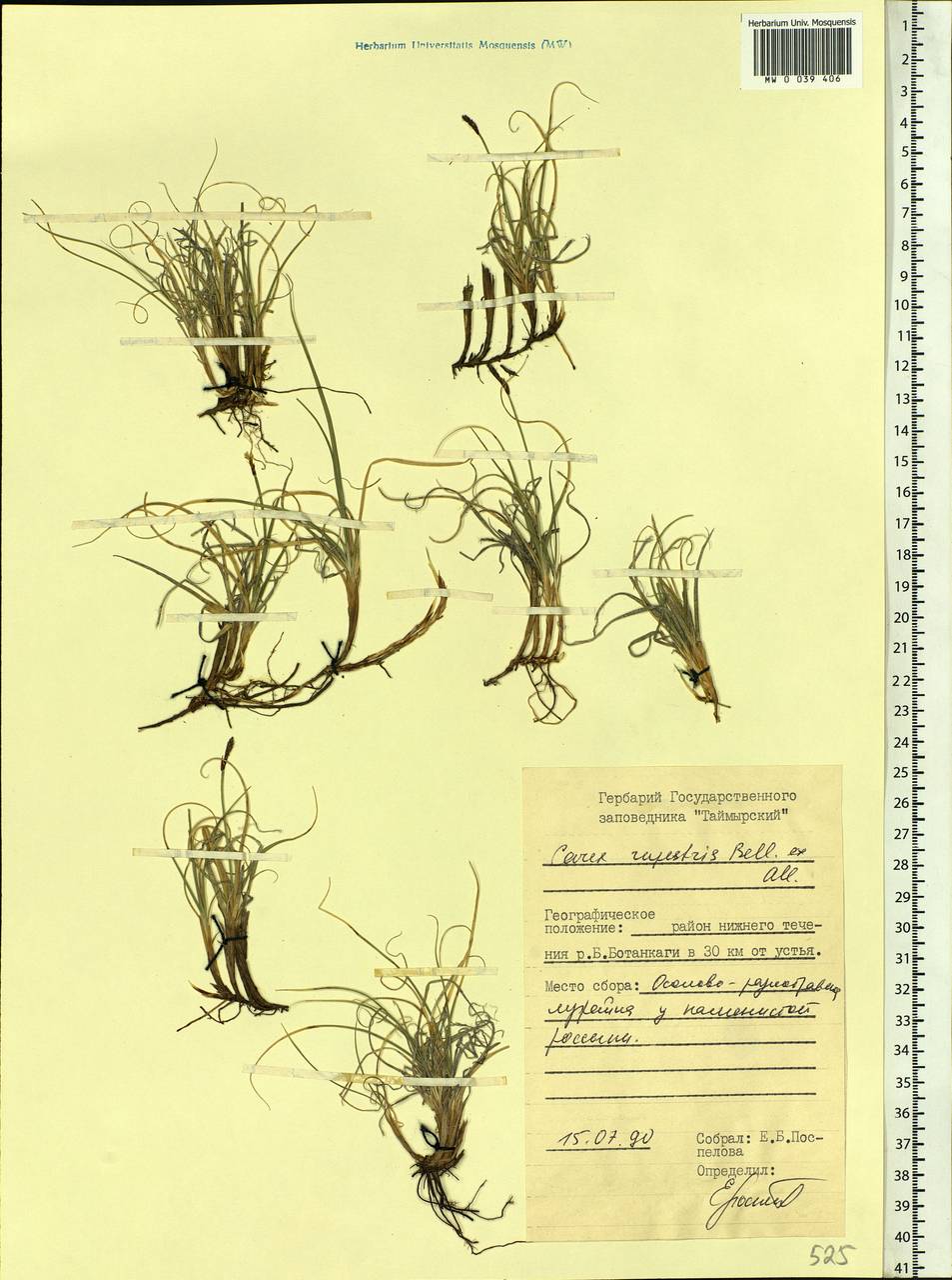 Carex rupestris All., Siberia, Central Siberia (S3) (Russia)