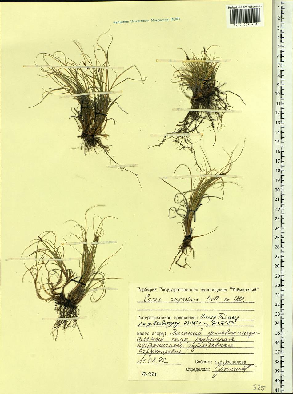 Carex rupestris All., Siberia, Central Siberia (S3) (Russia)