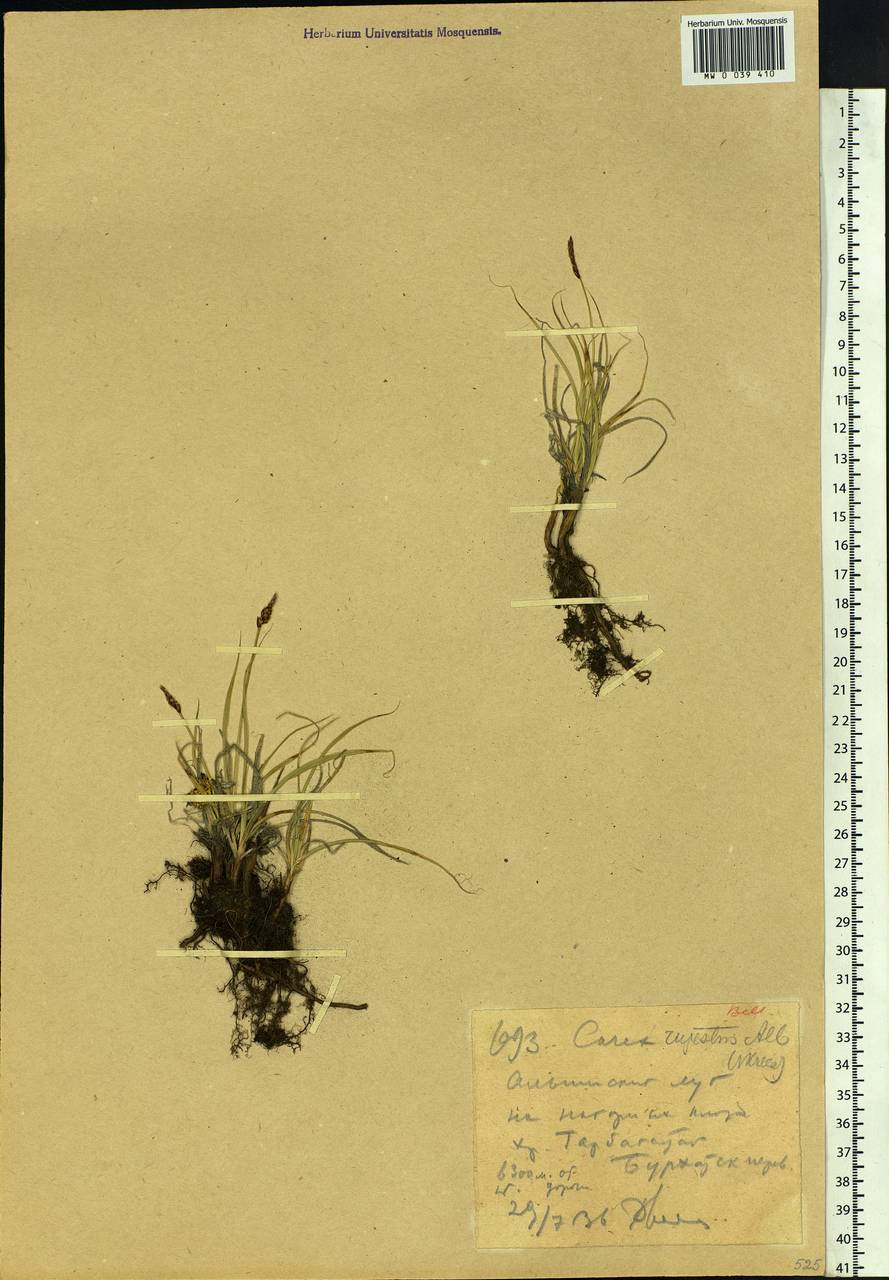 Carex rupestris All., Middle Asia, Dzungarian Alatau & Tarbagatai (M5) (Kazakhstan)