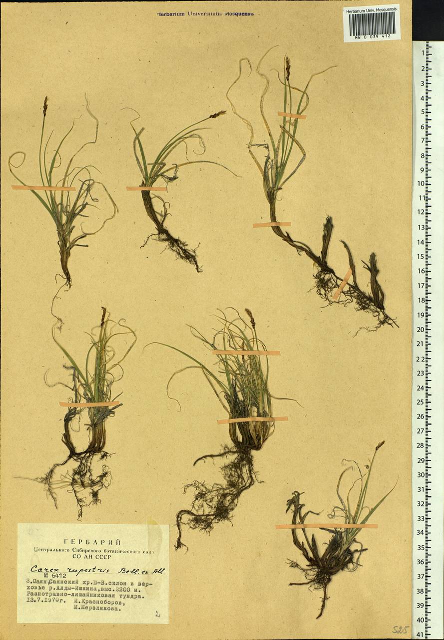 Carex rupestris All., Siberia, Altai & Sayany Mountains (S2) (Russia)