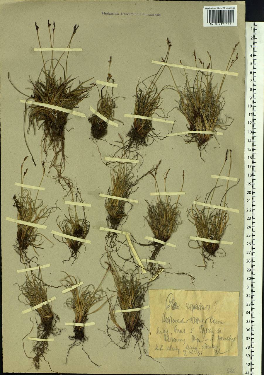 Carex rupestris All., Siberia, Western Siberia (S1) (Russia)
