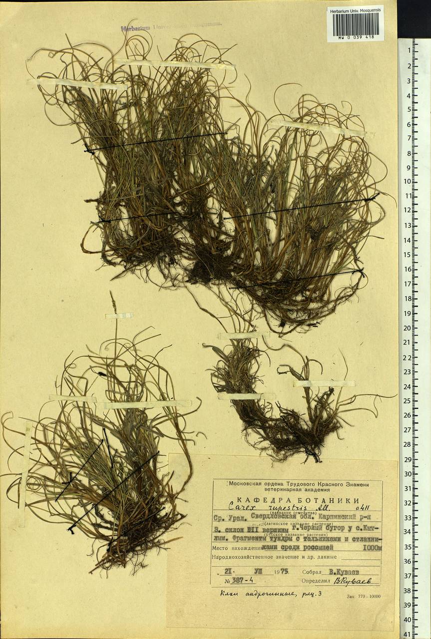 Carex rupestris All., Eastern Europe, Eastern region (E10) (Russia)