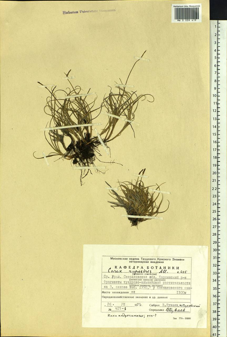 Carex rupestris All., Eastern Europe, Eastern region (E10) (Russia)