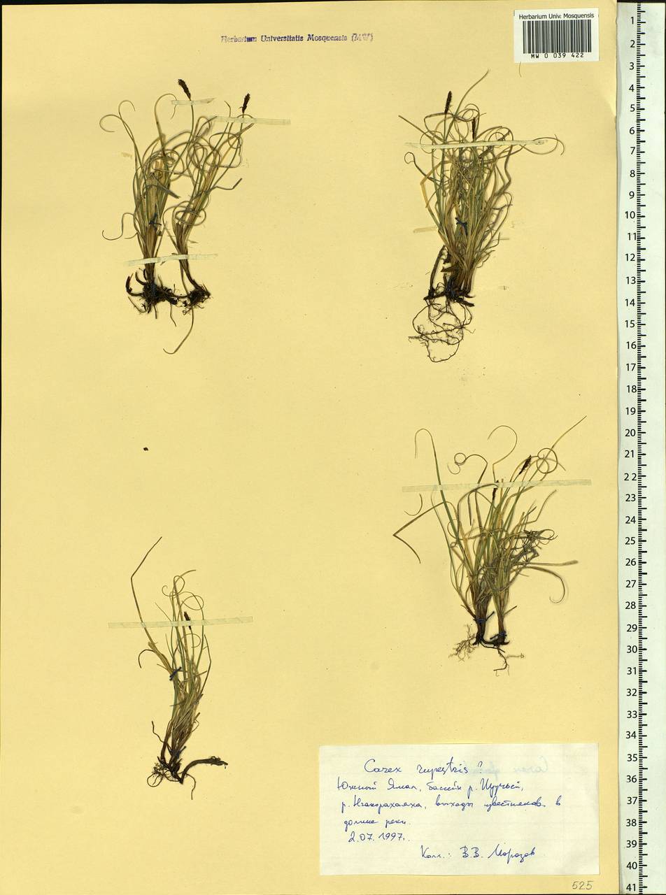Carex rupestris All., Siberia, Western Siberia (S1) (Russia)