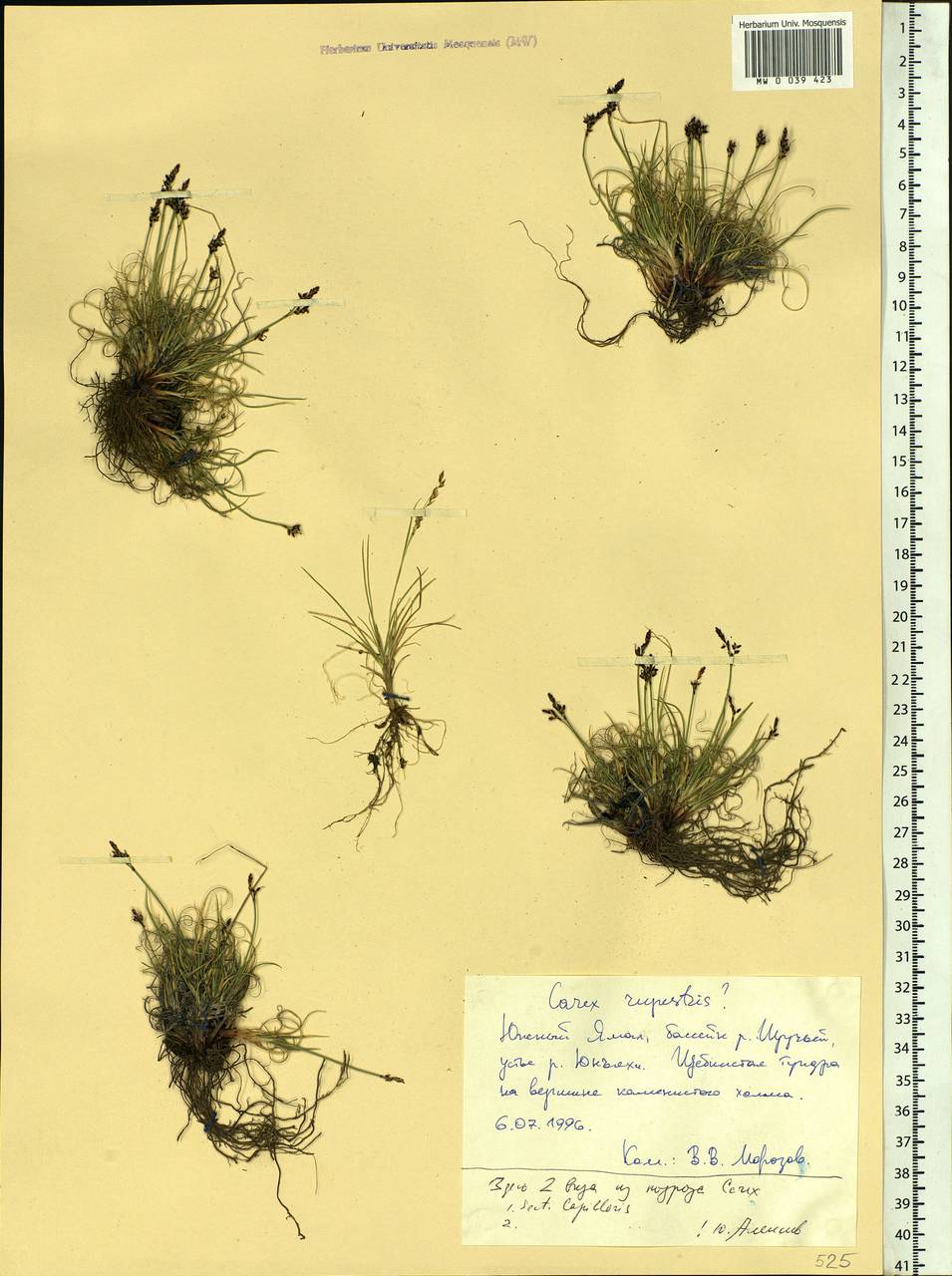 Carex rupestris All., Siberia, Western Siberia (S1) (Russia)