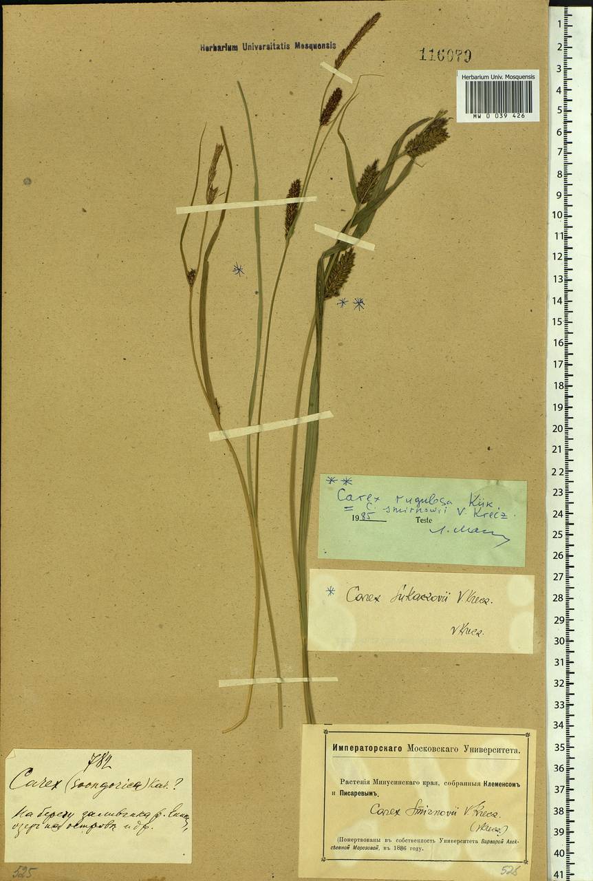 Carex rugulosa Kük., Siberia, Altai & Sayany Mountains (S2) (Russia)
