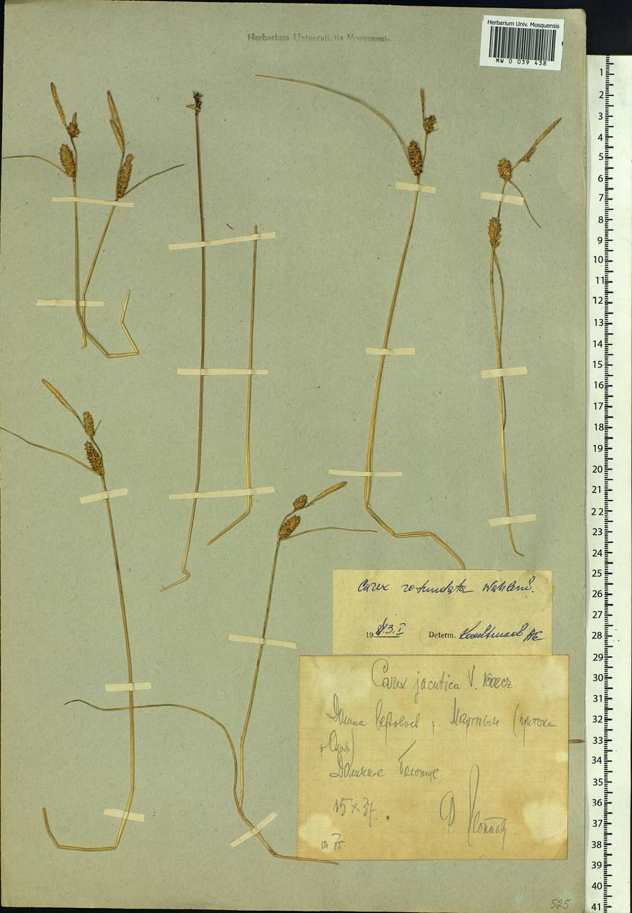 Carex rotundata Wahlenb., Siberia, Chukotka & Kamchatka (S7) (Russia)