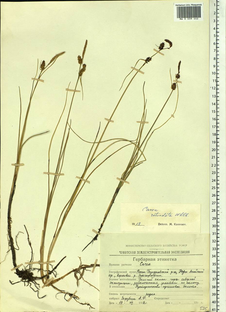 Carex rotundata Wahlenb., Siberia, Chukotka & Kamchatka (S7) (Russia)