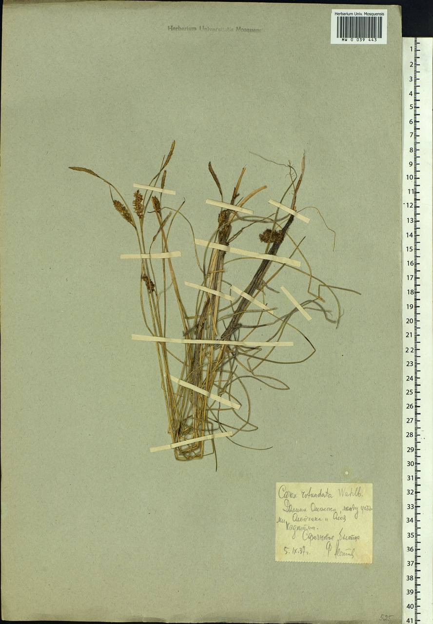 Carex rotundata Wahlenb., Siberia, Chukotka & Kamchatka (S7) (Russia)