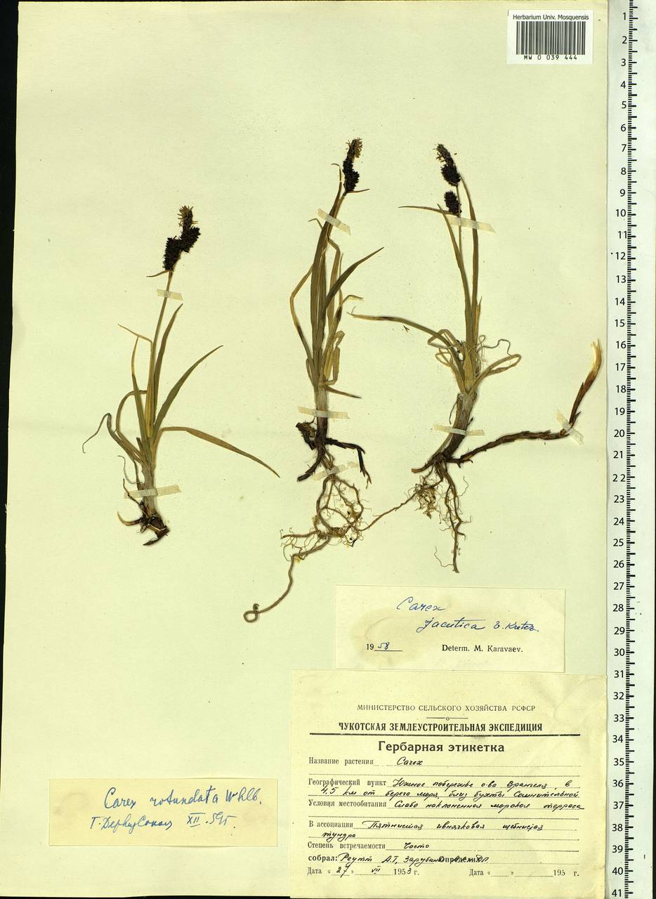 Carex rotundata Wahlenb., Siberia, Chukotka & Kamchatka (S7) (Russia)