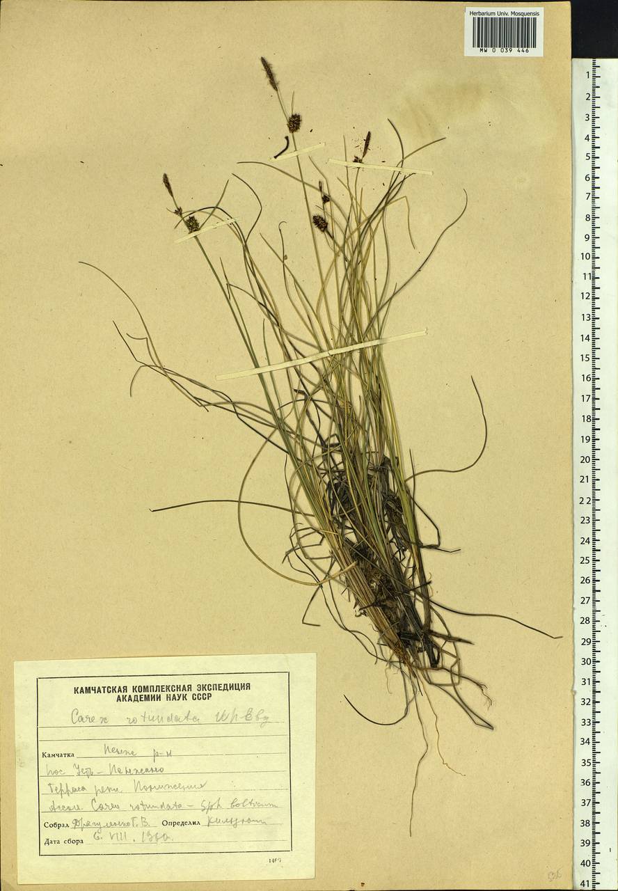 Carex rotundata Wahlenb., Siberia, Chukotka & Kamchatka (S7) (Russia)