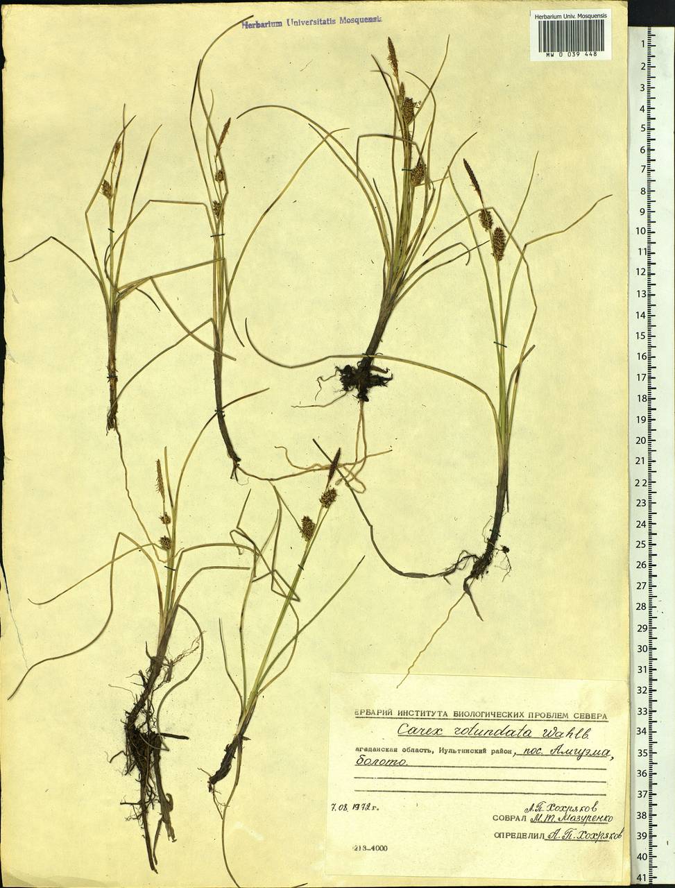 Carex rotundata Wahlenb., Siberia, Chukotka & Kamchatka (S7) (Russia)