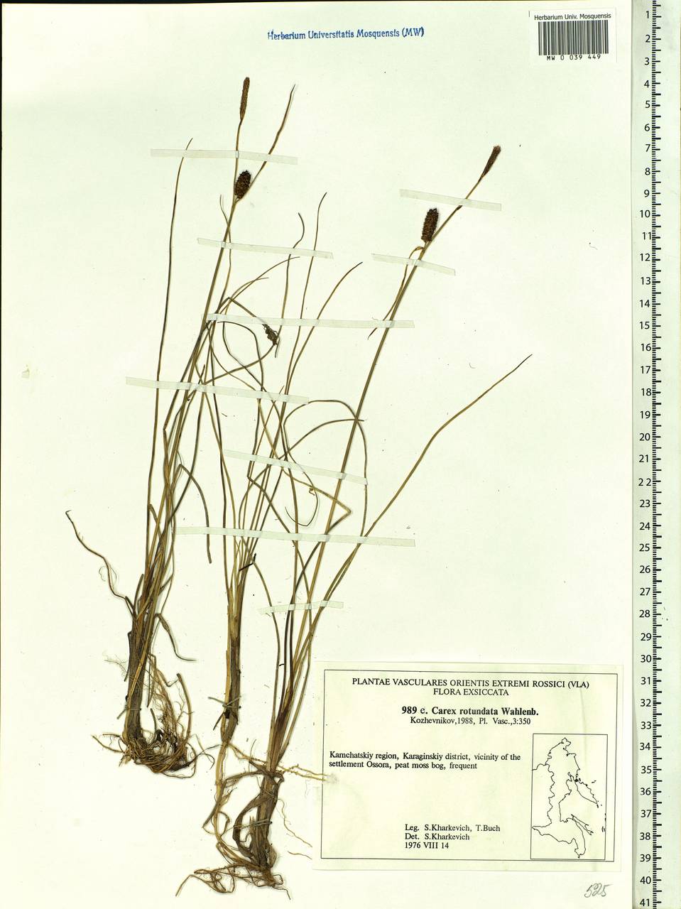 Carex rotundata Wahlenb., Siberia, Chukotka & Kamchatka (S7) (Russia)