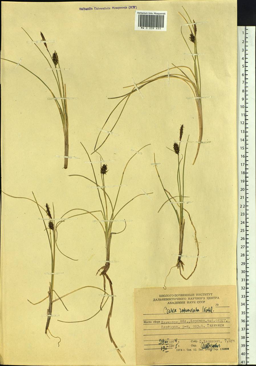 Carex rotundata Wahlenb., Siberia, Chukotka & Kamchatka (S7) (Russia)