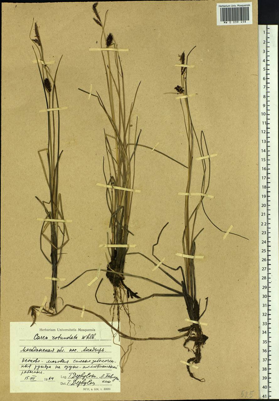 Carex rotundata Wahlenb., Siberia, Chukotka & Kamchatka (S7) (Russia)