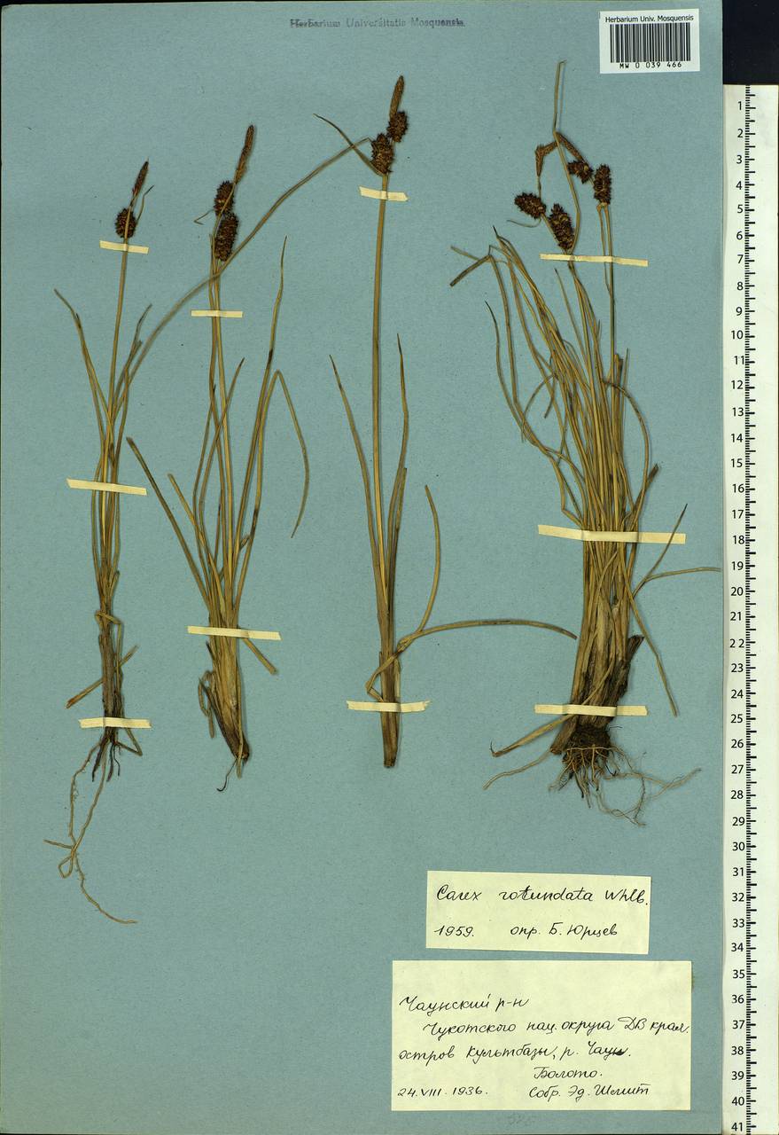 Carex rotundata Wahlenb., Siberia, Chukotka & Kamchatka (S7) (Russia)