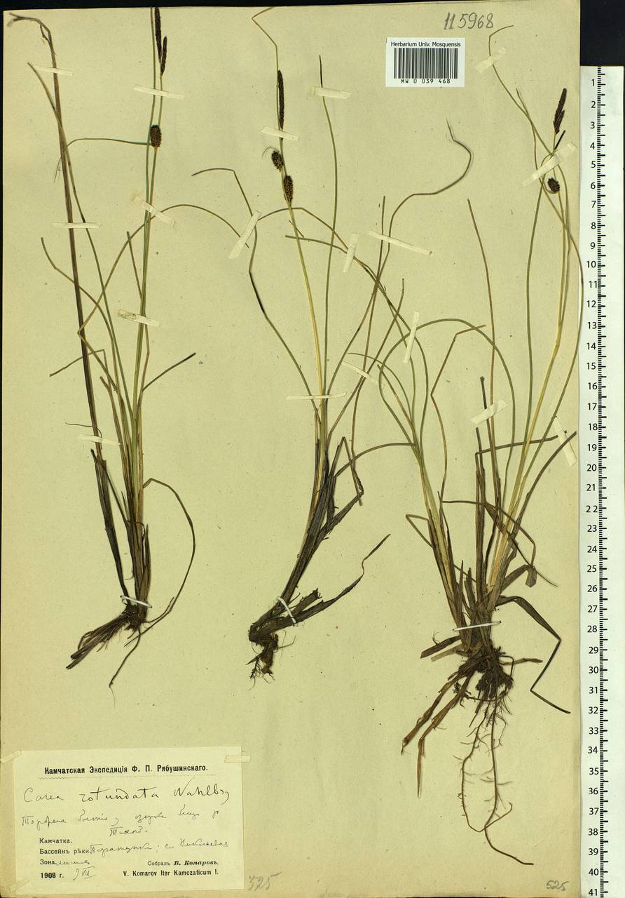 Carex rotundata Wahlenb., Siberia, Chukotka & Kamchatka (S7) (Russia)