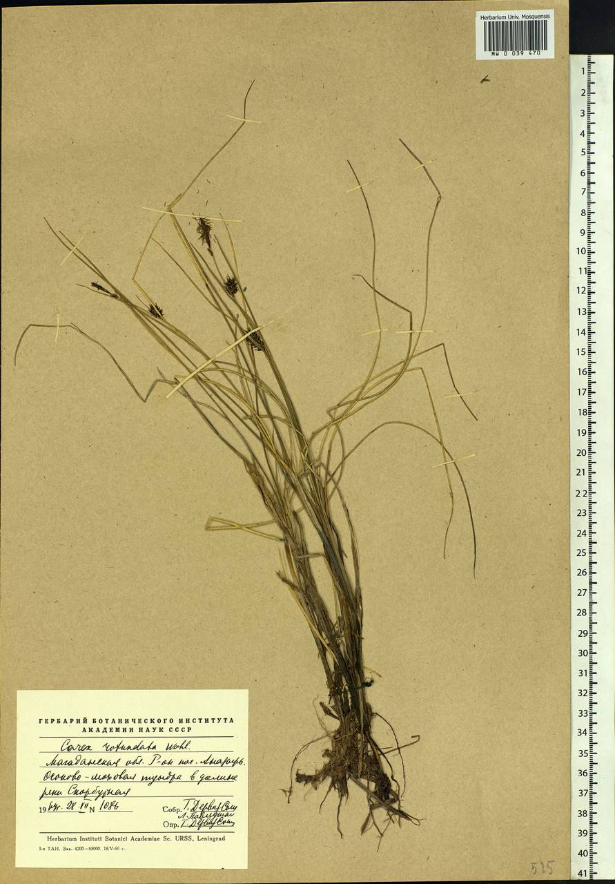 Carex rotundata Wahlenb., Siberia, Chukotka & Kamchatka (S7) (Russia)