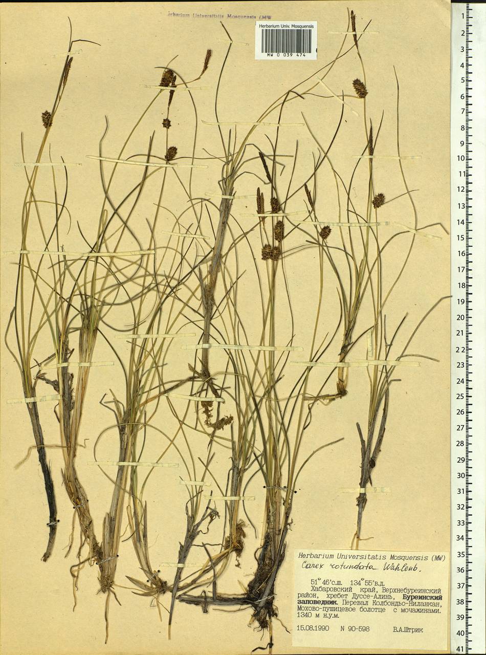 Carex rotundata Wahlenb., Siberia, Russian Far East (S6) (Russia)