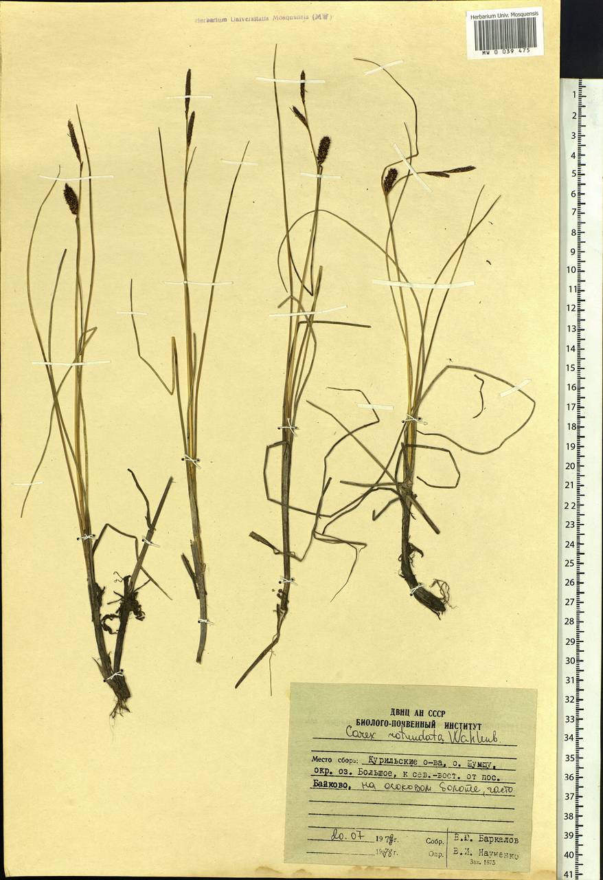 Carex rotundata Wahlenb., Siberia, Russian Far East (S6) (Russia)