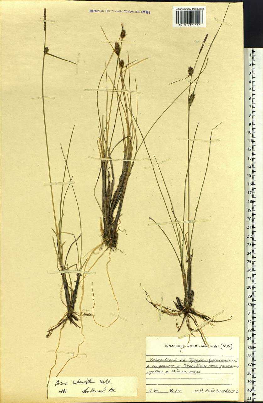Carex rotundata Wahlenb., Siberia, Russian Far East (S6) (Russia)