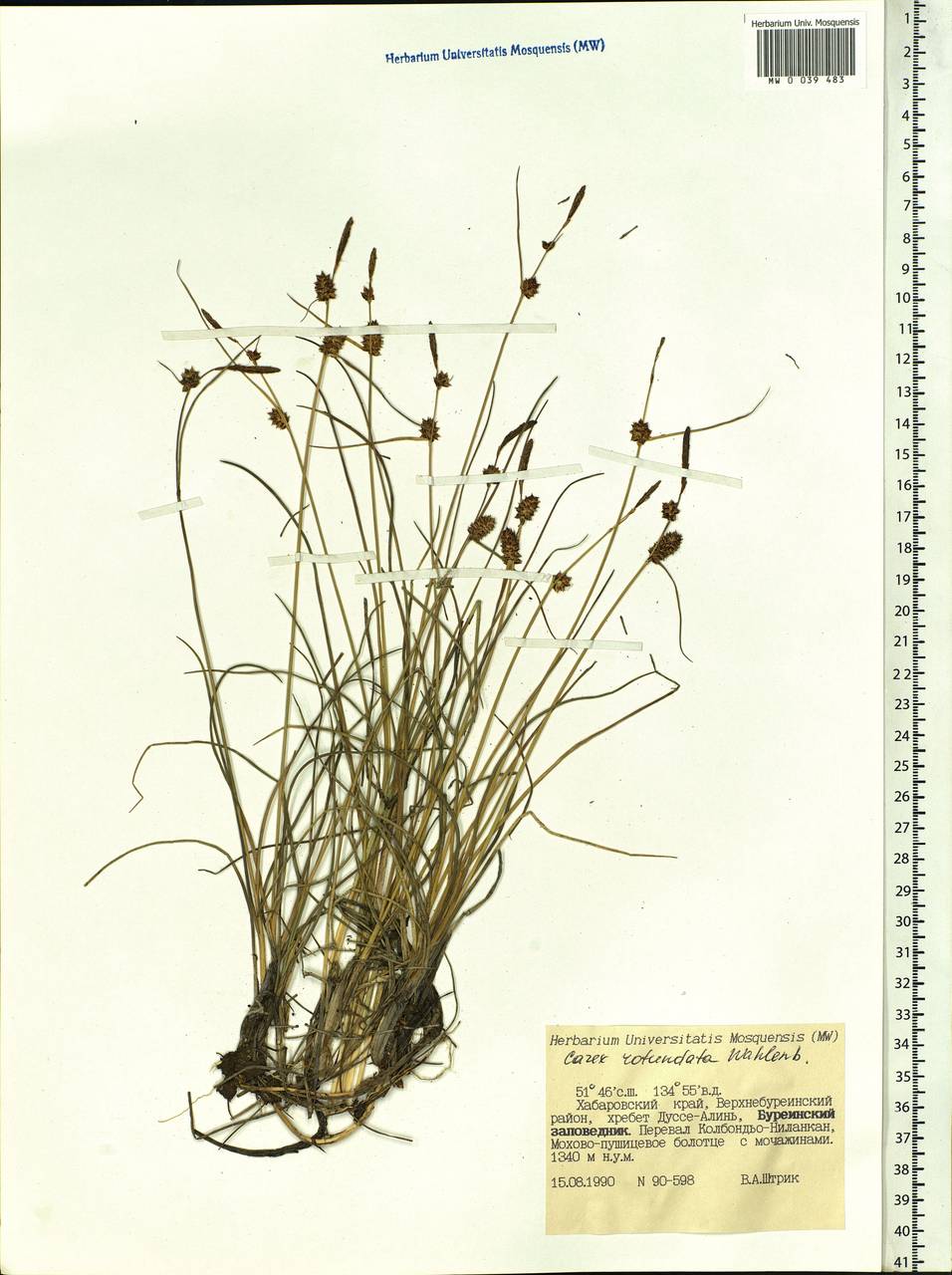 Carex rotundata Wahlenb., Siberia, Russian Far East (S6) (Russia)