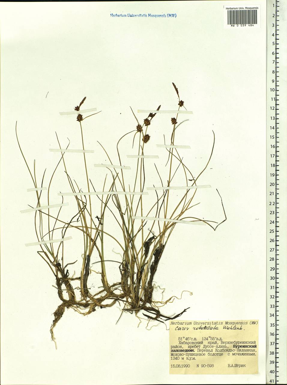 Carex rotundata Wahlenb., Siberia, Russian Far East (S6) (Russia)