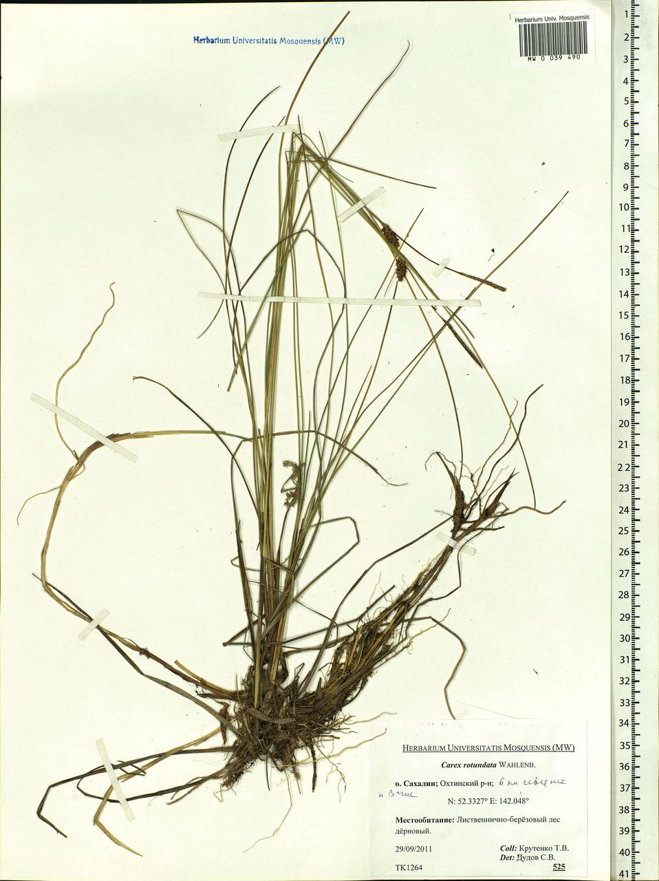 Carex rotundata Wahlenb., Siberia, Russian Far East (S6) (Russia)