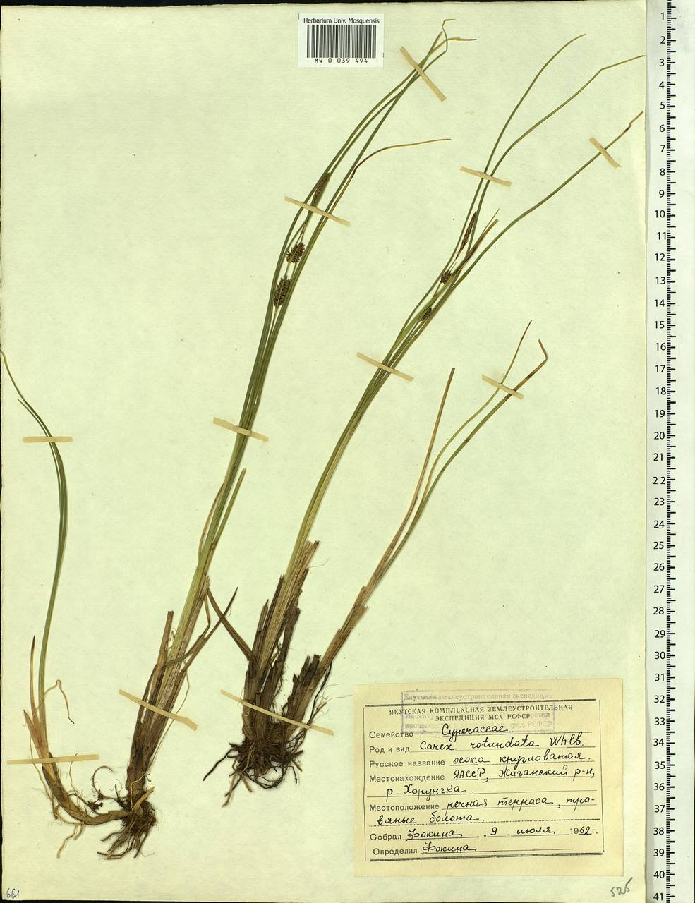 Carex rotundata Wahlenb., Siberia, Yakutia (S5) (Russia)
