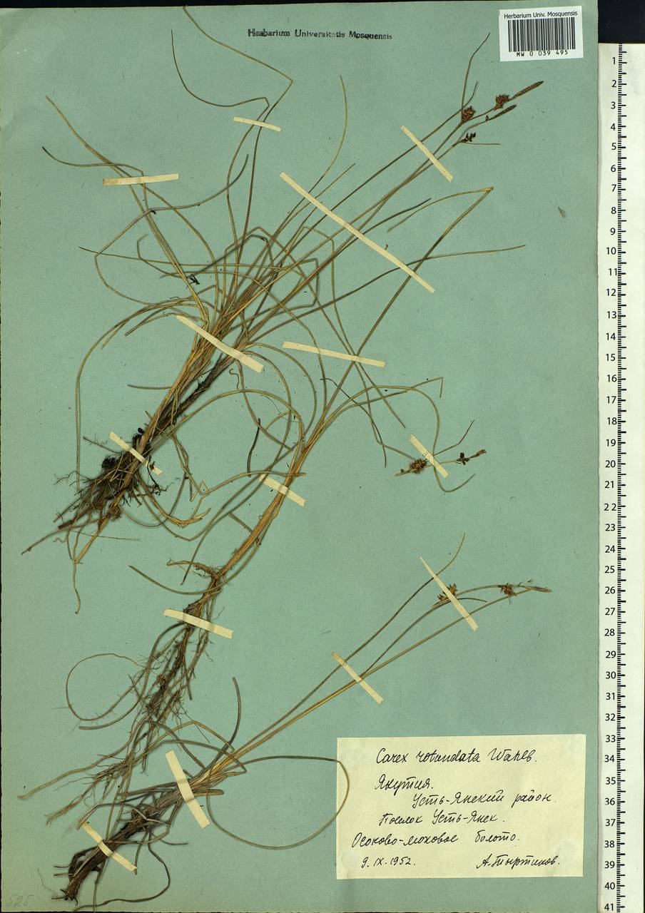 Carex rotundata Wahlenb., Siberia, Yakutia (S5) (Russia)