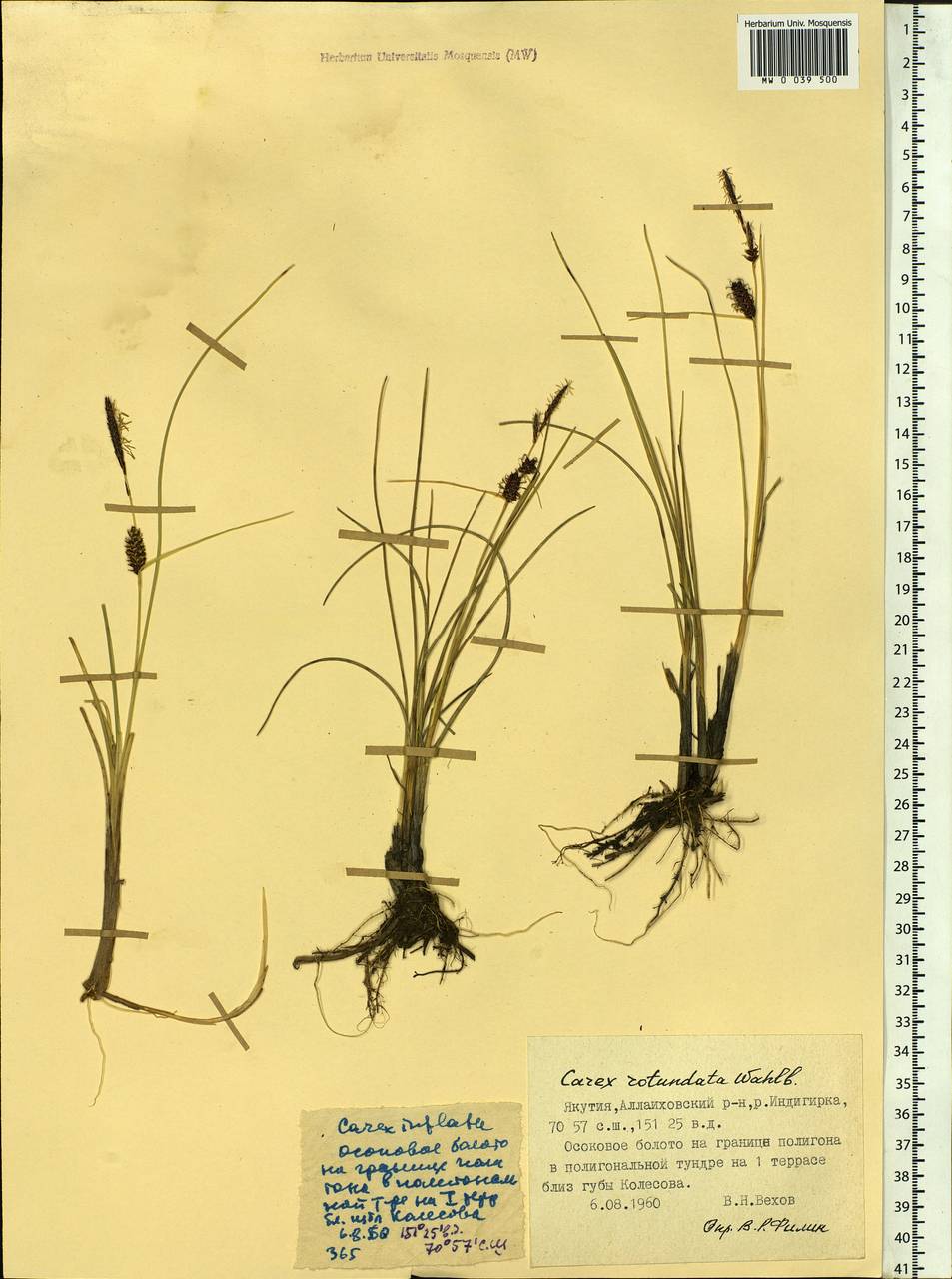 Carex rotundata Wahlenb., Siberia, Yakutia (S5) (Russia)