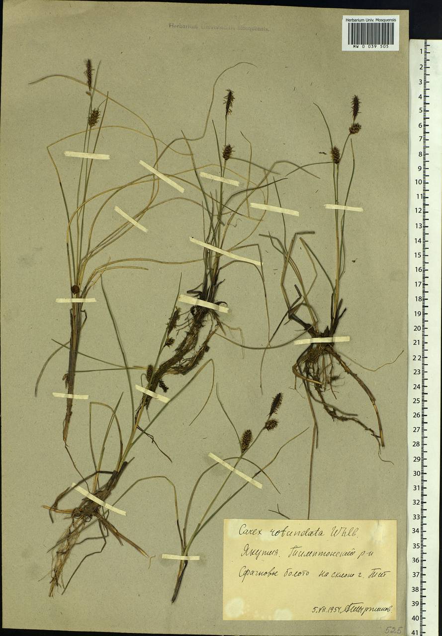 Carex rotundata Wahlenb., Siberia, Yakutia (S5) (Russia)