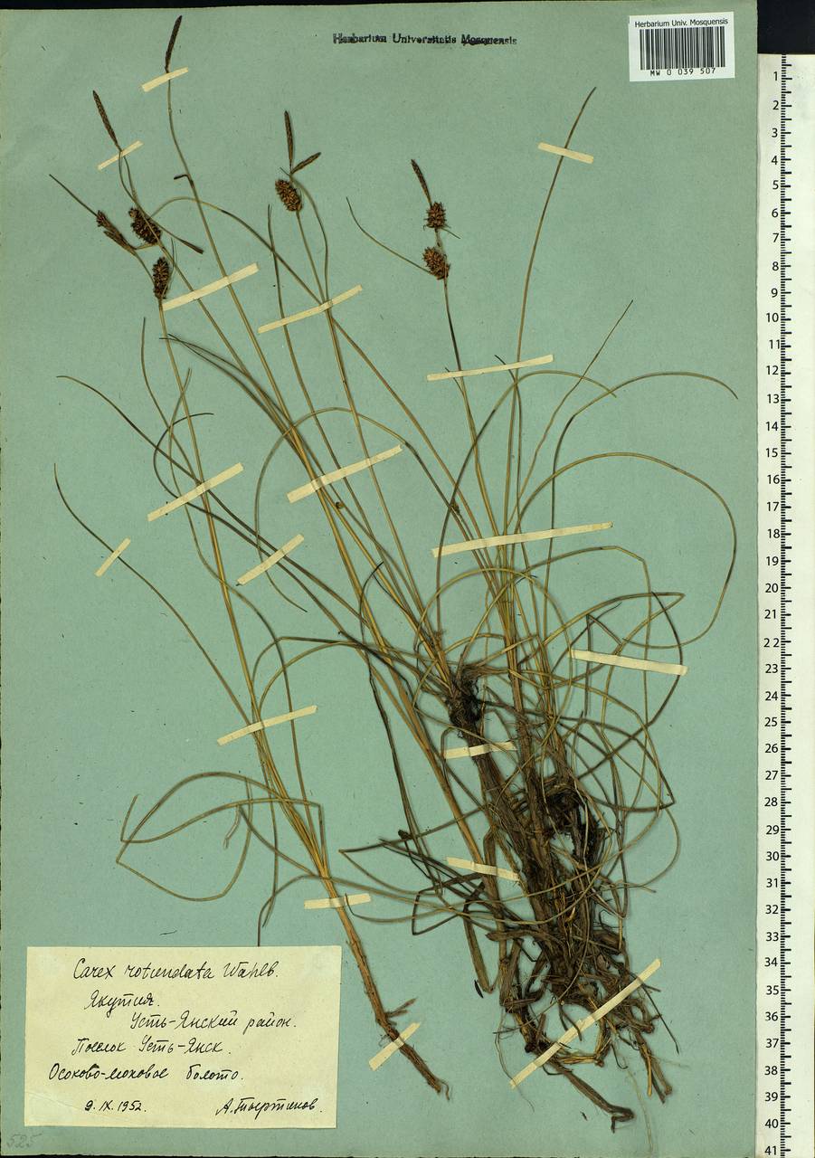 Carex rotundata Wahlenb., Siberia, Yakutia (S5) (Russia)