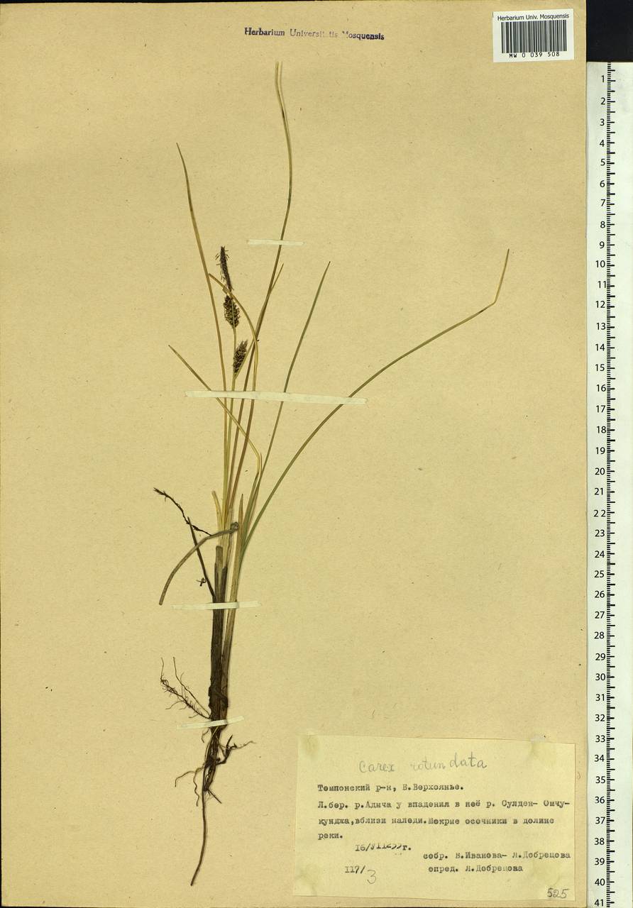 Carex rotundata Wahlenb., Siberia, Yakutia (S5) (Russia)
