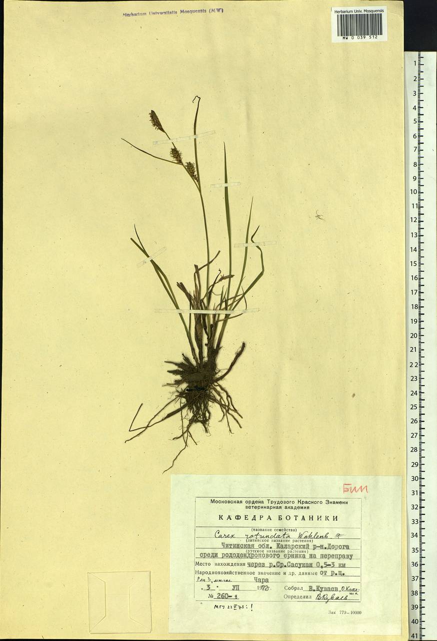 Carex rotundata Wahlenb., Siberia, Baikal & Transbaikal region (S4) (Russia)
