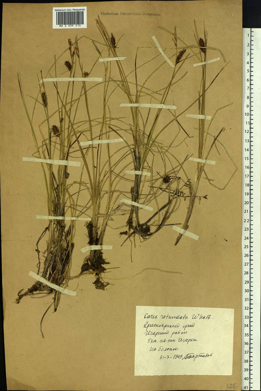 Carex rotundata Wahlenb., Siberia, Central Siberia (S3) (Russia)