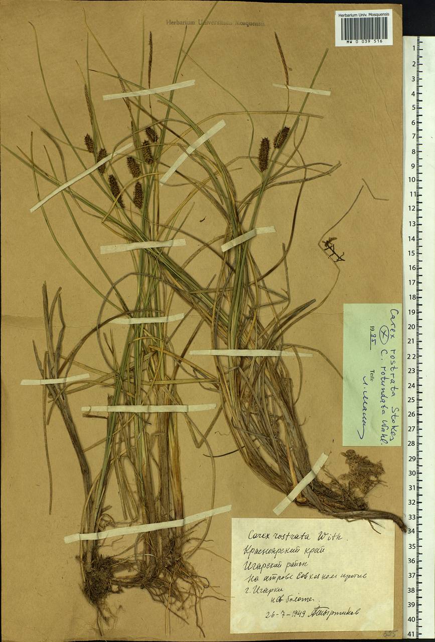 Carex rotundata Wahlenb., Siberia, Central Siberia (S3) (Russia)