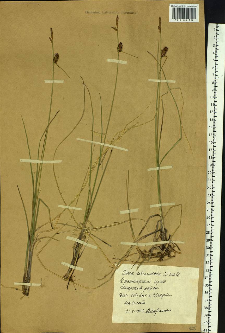 Carex rotundata Wahlenb., Siberia, Central Siberia (S3) (Russia)