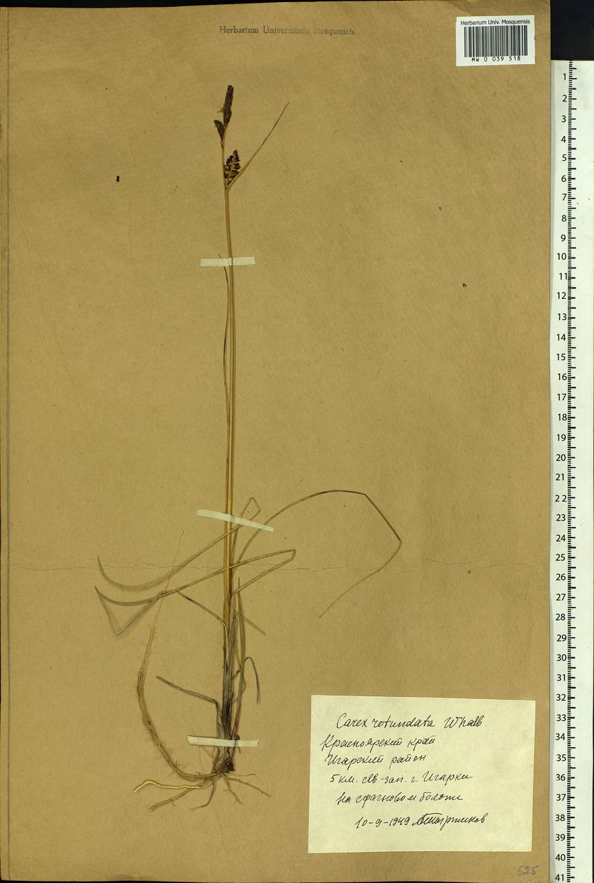 Carex rotundata Wahlenb., Siberia, Central Siberia (S3) (Russia)