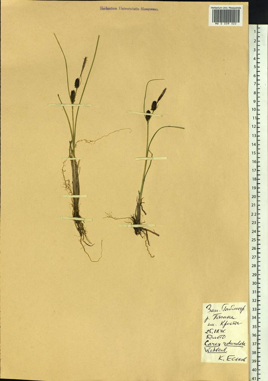 Carex rotundata Wahlenb., Siberia, Central Siberia (S3) (Russia)